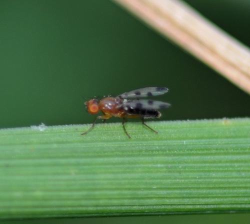 Geomyza tripunctata